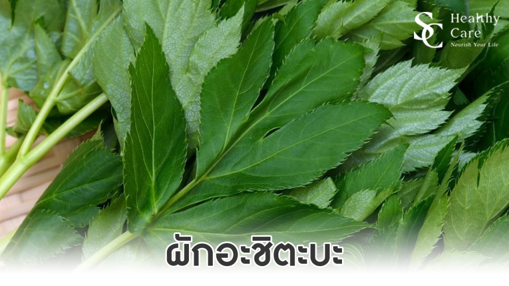 ทำความรู้จัก ผักอาชิตะบะ (Ashitaba) เคล็ดลับสุขภาพดีของชาวญี่ปุ่น